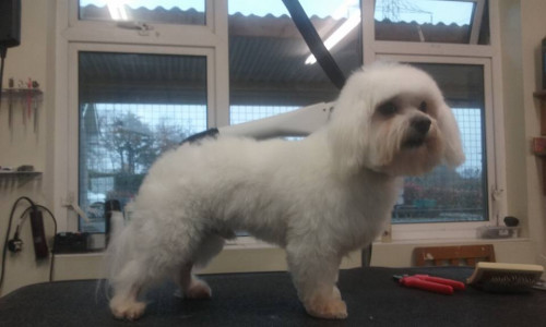 Happy Paws, Dog grooming and dog reiki services