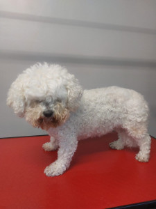 Happy Paws, Dog grooming and dog reiki services