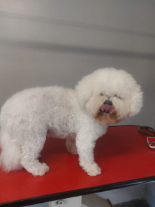 Happy Paws, Dog grooming and dog reiki services