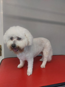 Happy Paws, Dog grooming and dog reiki services