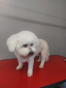 Happy Paws, Dog grooming and dog reiki services