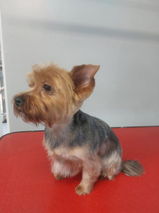 Happy Paws, Dog grooming and dog reiki services