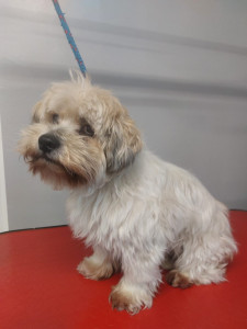 Happy Paws, Dog grooming and dog reiki services