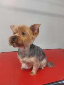 Happy Paws, Dog grooming and dog reiki services