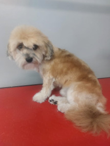 Happy Paws, Dog grooming and dog reiki services