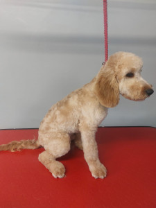 Happy Paws, Dog grooming and dog reiki services