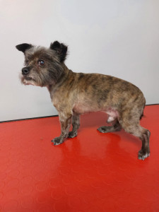 Happy Paws, Dog grooming and dog reiki services