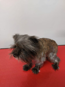 Happy Paws, Dog grooming and dog reiki services