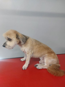 Happy Paws, Dog grooming and dog reiki services