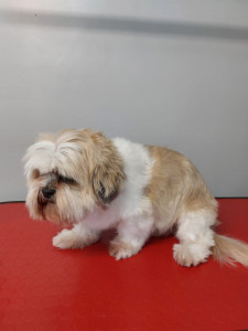 Happy Paws, Dog grooming and dog reiki services