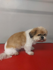 Happy Paws, Dog grooming and dog reiki services