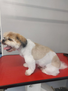 Happy Paws, Dog grooming and dog reiki services