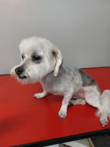 Happy Paws, Dog grooming and dog reiki services