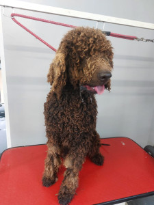 Happy Paws, Dog grooming and dog reiki services