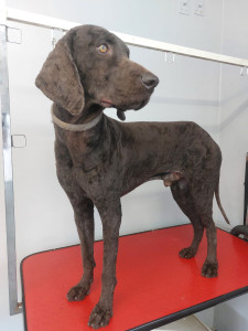 Happy Paws, Dog grooming and dog reiki services