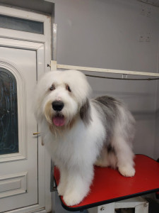 Happy Paws, Dog grooming and dog reiki services