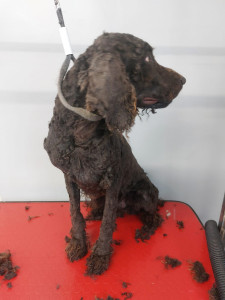 Happy Paws, Dog grooming and dog reiki services