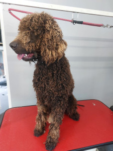 Happy Paws, Dog grooming and dog reiki services